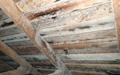 How to Deal with Mold: Tips from Oceanside Restoration